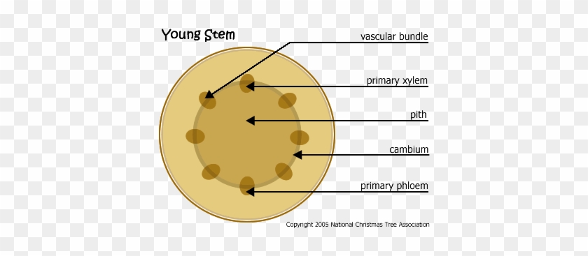 Thanks For The A2a Sv - Xylem And Phloem Diagram #1244213
