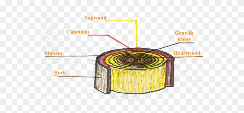 See The Diagram Below To See The Sections Of The Tree - Cross Section Of A Log #1244226