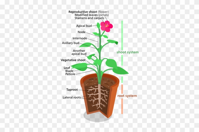 Plant Shoot System - Structure Of A Plant #1244234