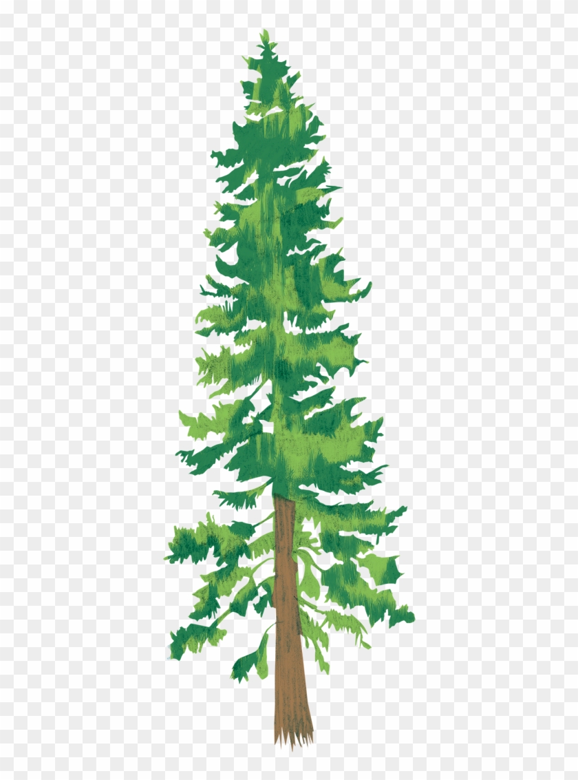 Each Drawing Represents These Parts Of The Park - Douglas Fir #1244237