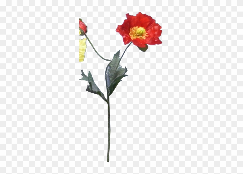 38cm Poppy X - Rosa Palustris #1244521