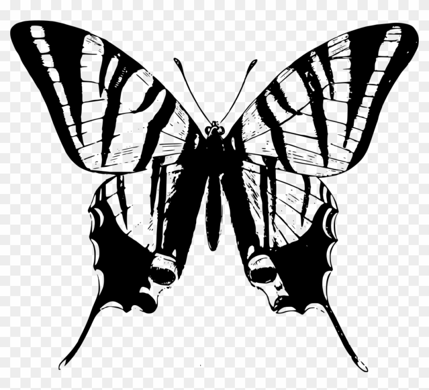 Simple Butterfly - Black And White Clipart Butterflies #1244533