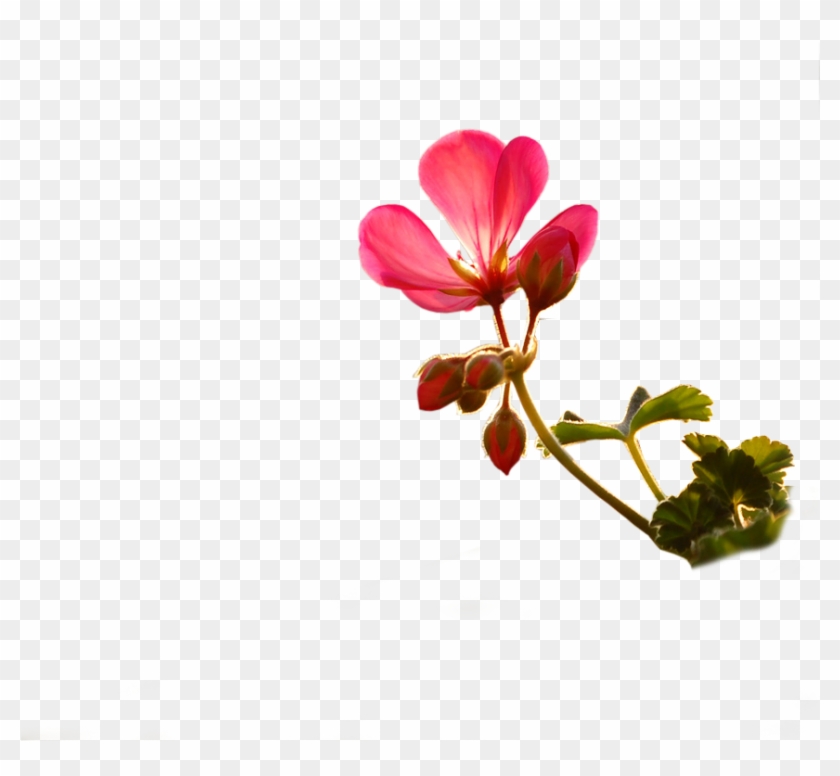 09 Jun - Small Flower Images Png #1244544
