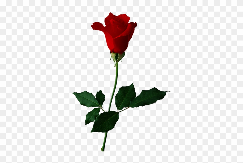 Png Flowers - Rose Red For You #1244563