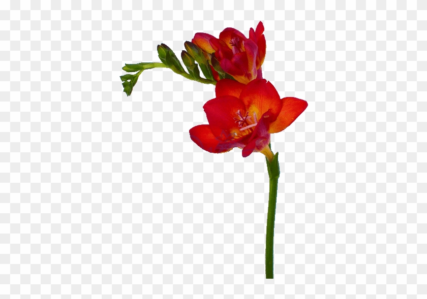 Фрезия Красная - Canna Lily #1244568