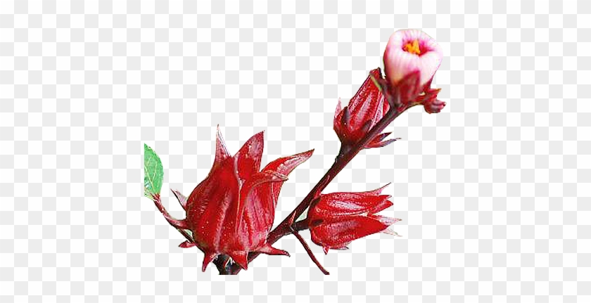 Roselle Flowers Roselle Flowers - Roselle Flower Png #1244585