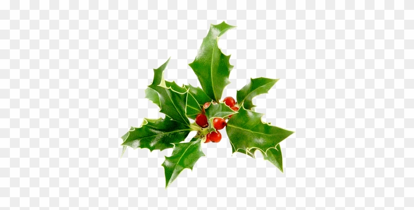 Noel - American Holly #1244730