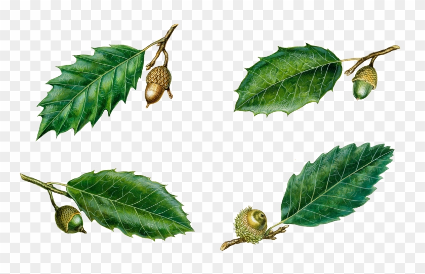 Quercus Suber Quercus Coccifera Quercus Trojana Quercus - Quercus Ilex Leaf Png #1244747