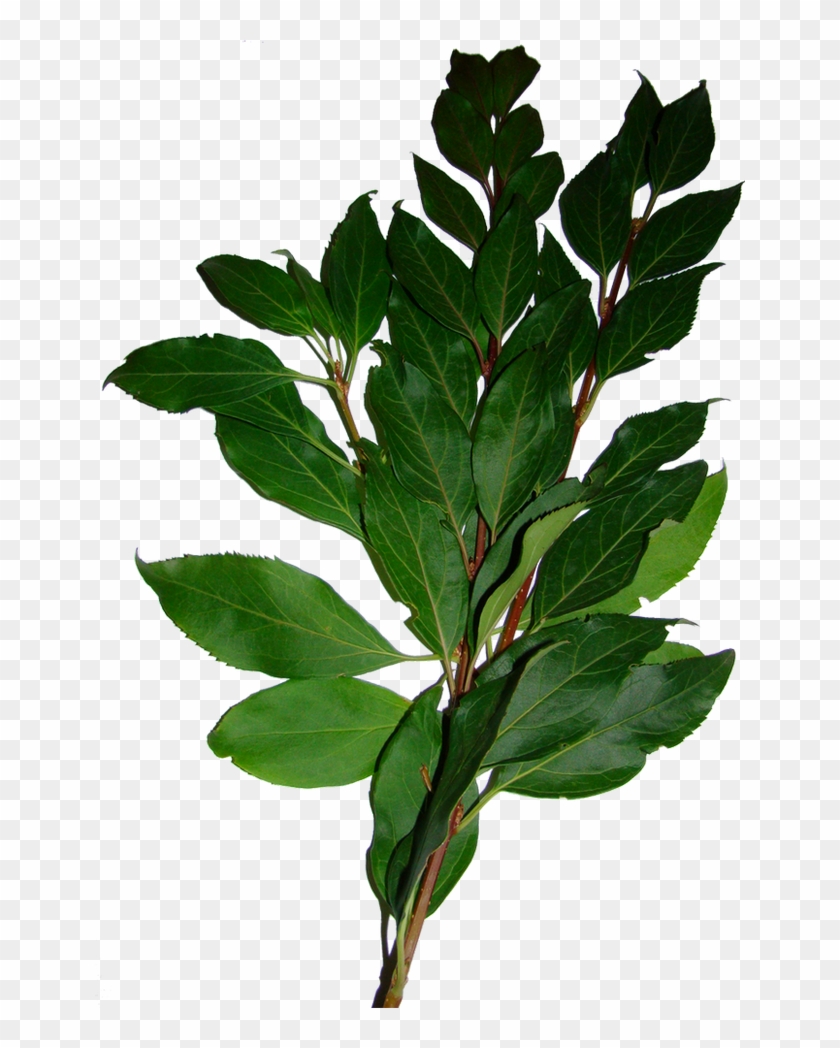 Bay Laurel Leaf Tree Shrub - Bay Laurel #1244774