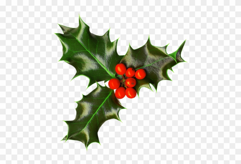 Houx Gui / - Christmas Holly Transparent Png #1244795