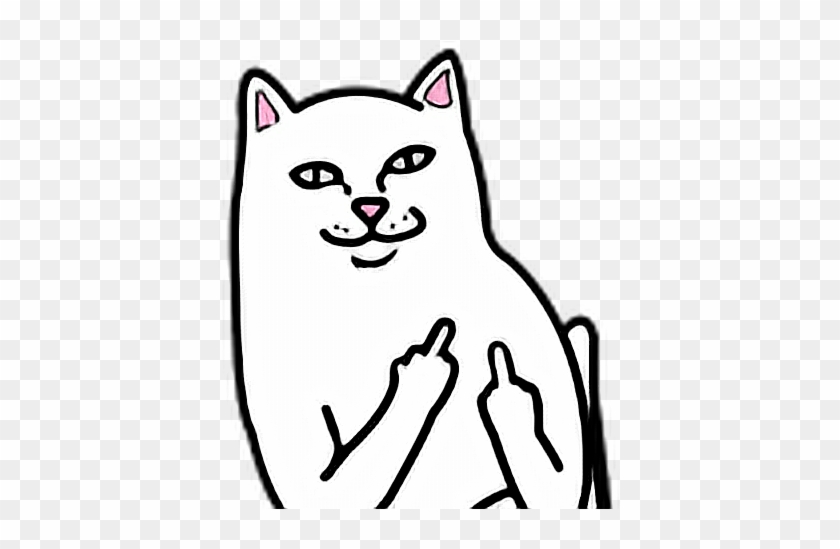 Cat Fuck You Fuckyou - Middle Finger Cat Png #1245248