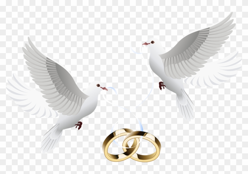 Wedding Invitation Clip Art - Wedding Dove Png #1245302