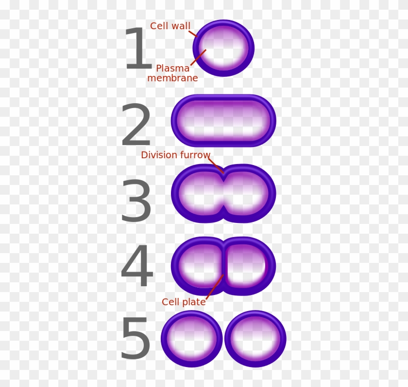 In The Absence Of Β-lactam Antibiotics, The Bacterial - 5 Steps Of Binary Fission #1245698