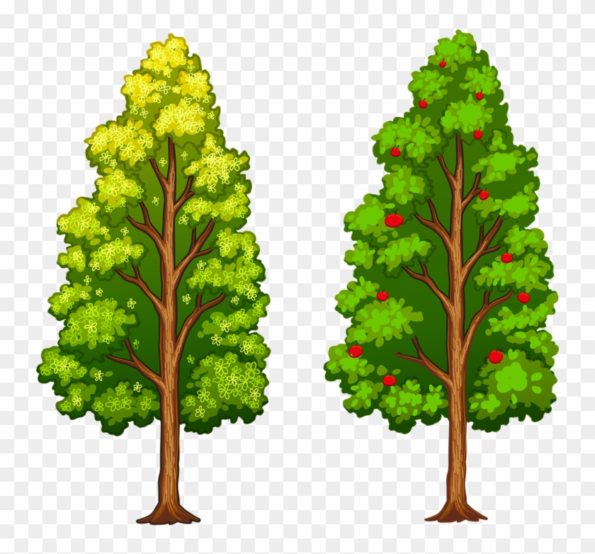 Яндекс - Фотки - Different Type Of Tree #1245978