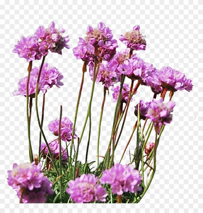 مكتبة السكرابز بدون تحميل - Flowers And Plants Png #1246193