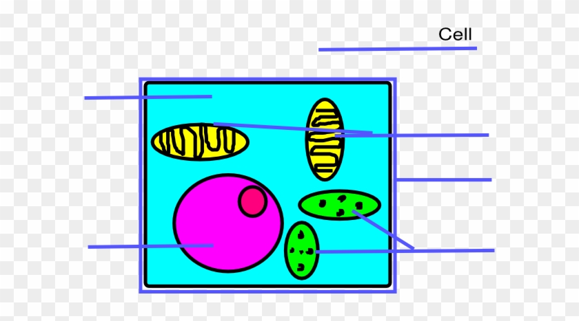 Plant Cell Diagram Cartoon #1246327