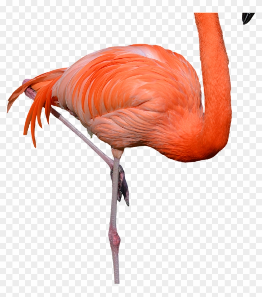 Standing Flamingo Png Clipart Hd Wallpaper Download - Flamingo Png #1246892