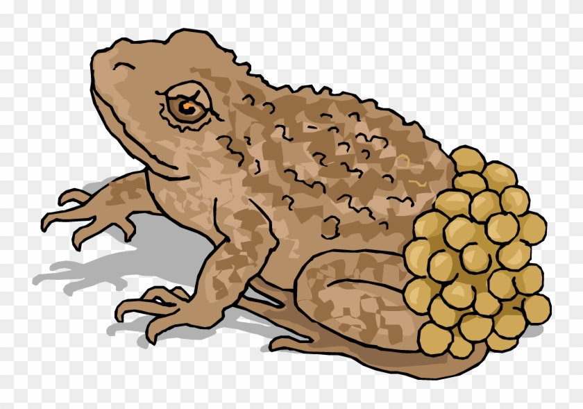 Amphibian Clipart Vertebrate - Frog Laying Eggs Clipart #1247342