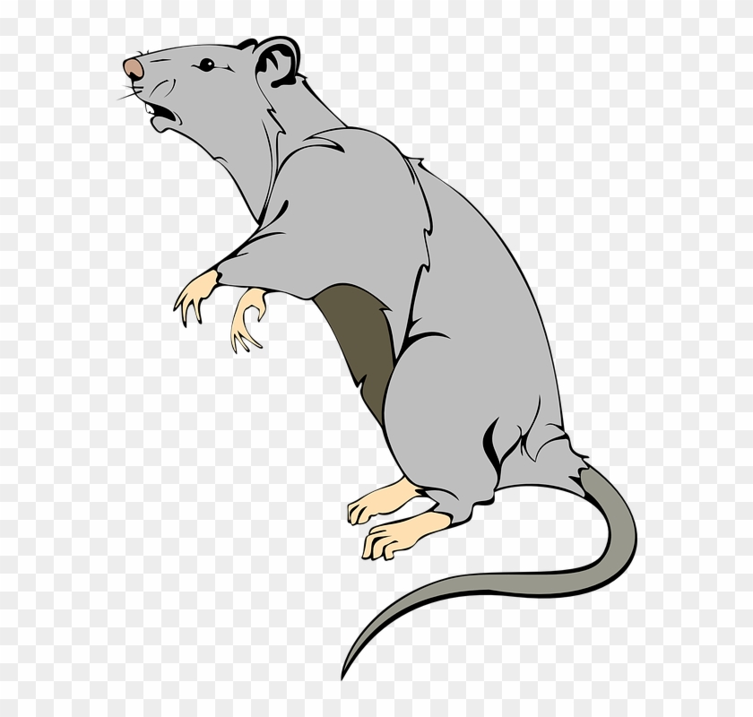 7 - Https - //pixabay - Com/en/rat Animal Mammal - Rat Cartoon Transparent  - Free Transparent PNG Clipart Images Download