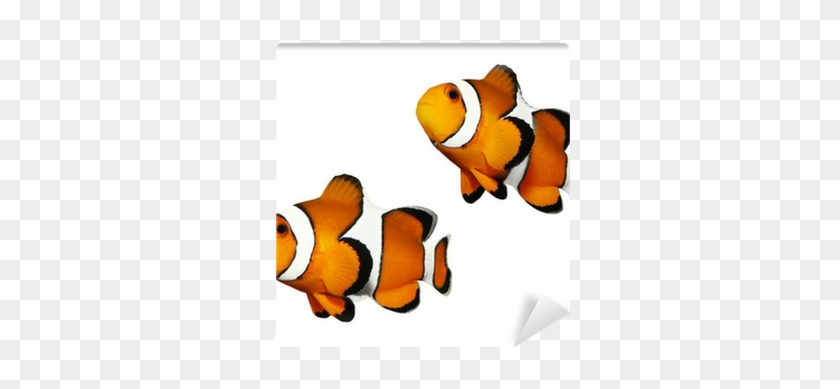Fotobehang Tropische Rifvissen - Clownfish As Pets. Clown Fish Owners Manual. Clown #1247631