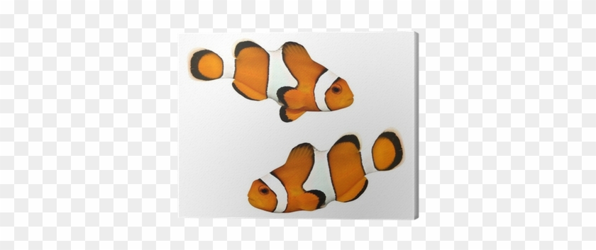 Canvas Tropische Rifvissen - Fish #1247640