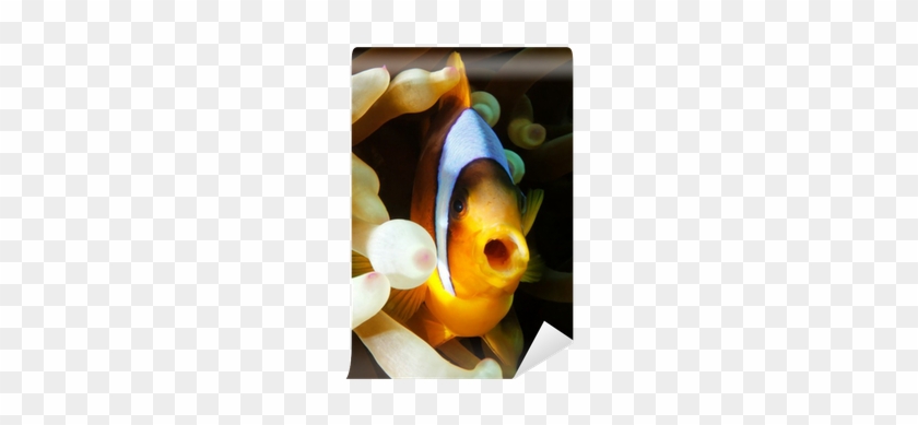 Coral Reef Fish #1247648