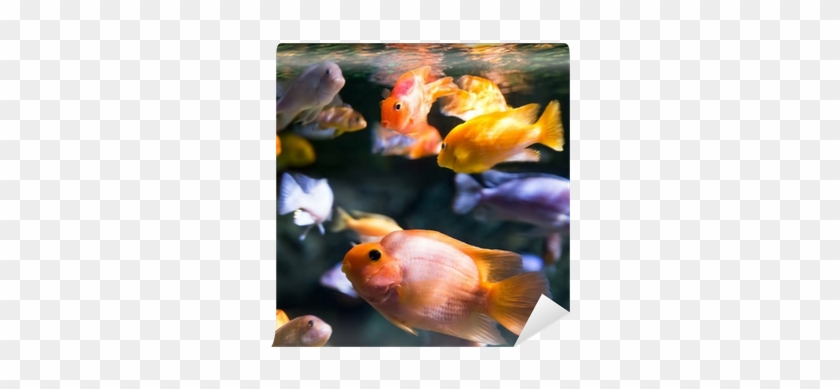 Fotobehang Foto Van Een Tropische Vissen • Pixers® - Tropical Fish #1247653