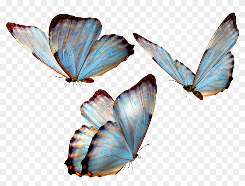 Бабочка 32 - Butterfly Transparent #1248372
