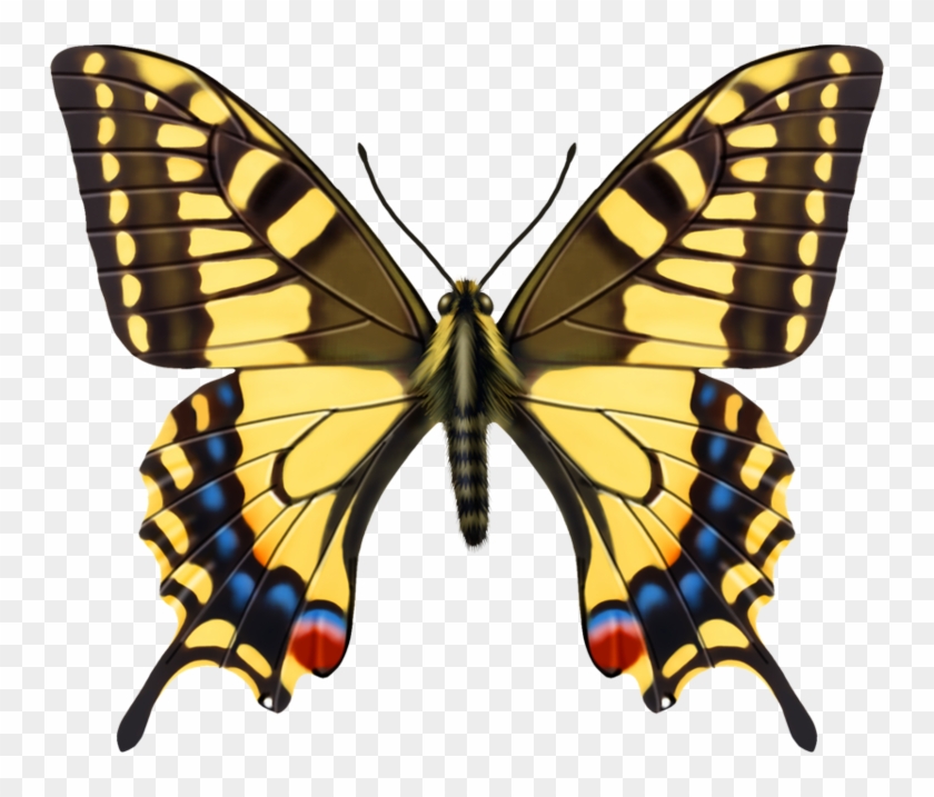 Бабочки - Papilio Machaon #1248407