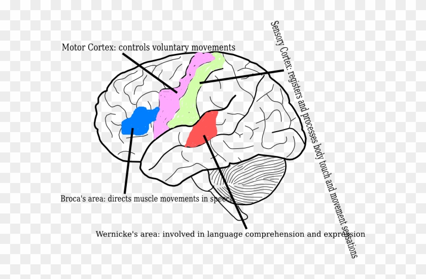 Brain Diagram Clip Art #1249101