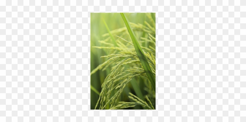 Rice #1249622