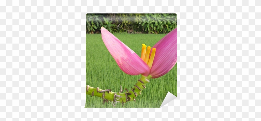 Banana Blossom Pink Stems Bent On Background Of Rice - Anthurium #1249640