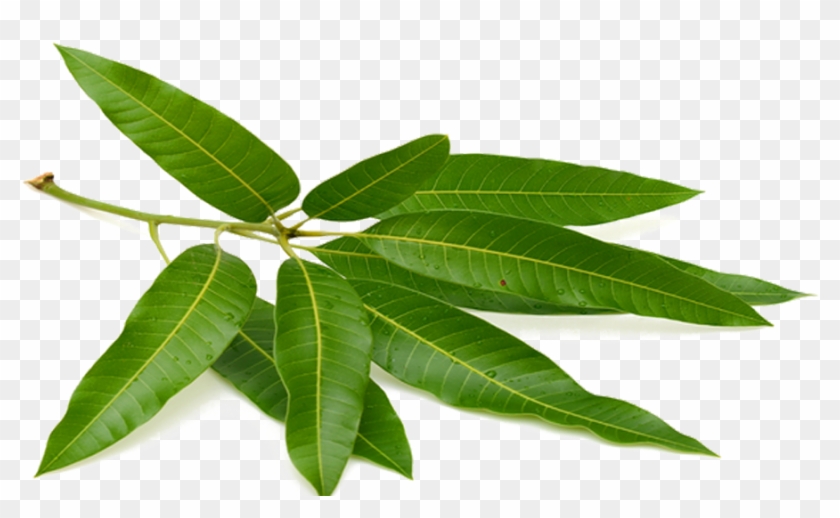 Tea Mango Leaf Puri Fruit - Mango Leaf #1249687