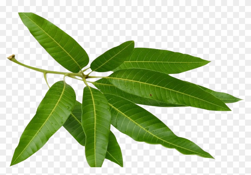Home Remedies For Blood Remedies By Doing Mango Leaves - Mango Leaf #1249710