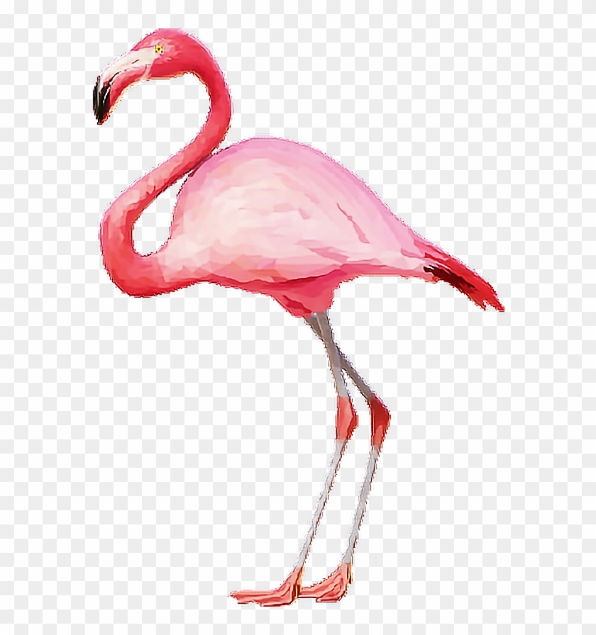 Flamingo Flamingopink Flamingos Pink Tumblr - Transparent Background Flamingo Png #1250055