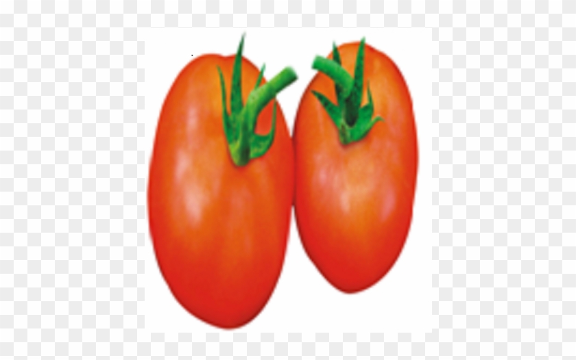 Plum Tomato #1250237
