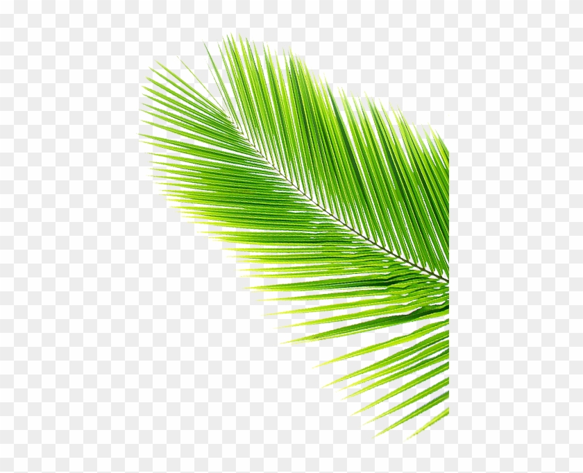 Leaf Svg Vector Theleaf Co - Coconut Tree Leaf Png #1250455