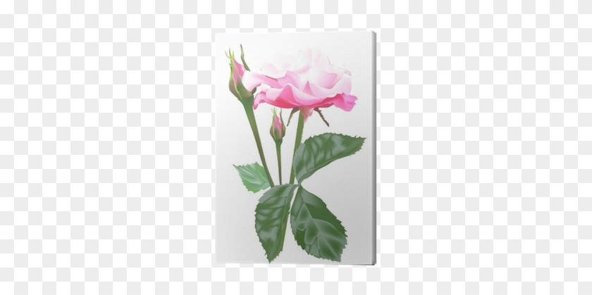 Single Isolated Light Pink Rose And Buds Canvas Print - Garden Roses #1250511