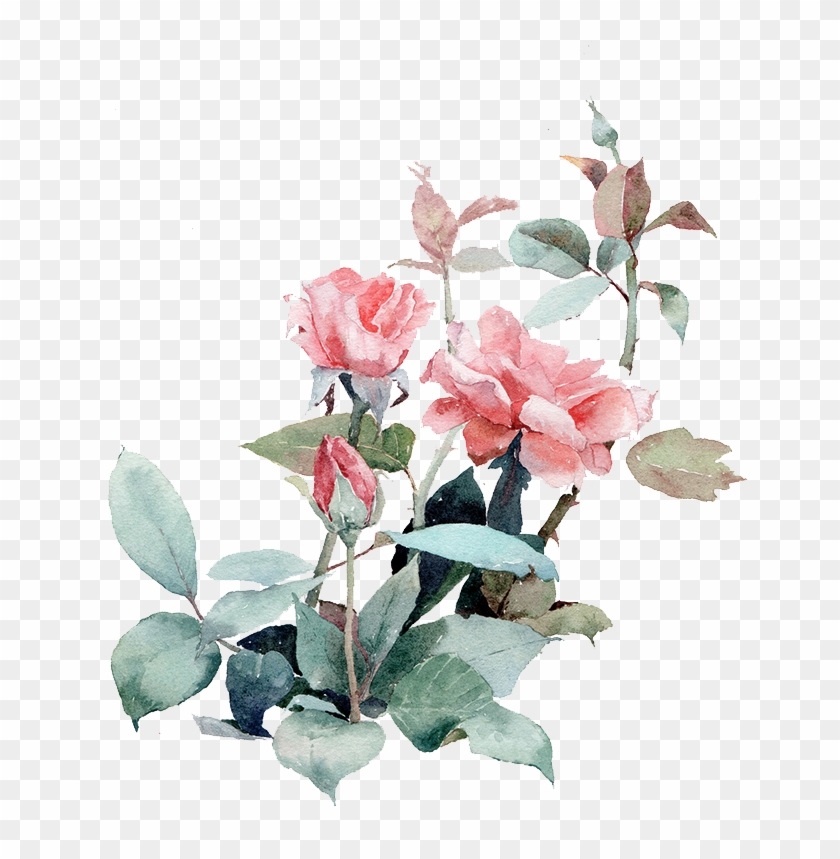 Watercolor Painting Beach Rose Illustration - 鸟 #1250534