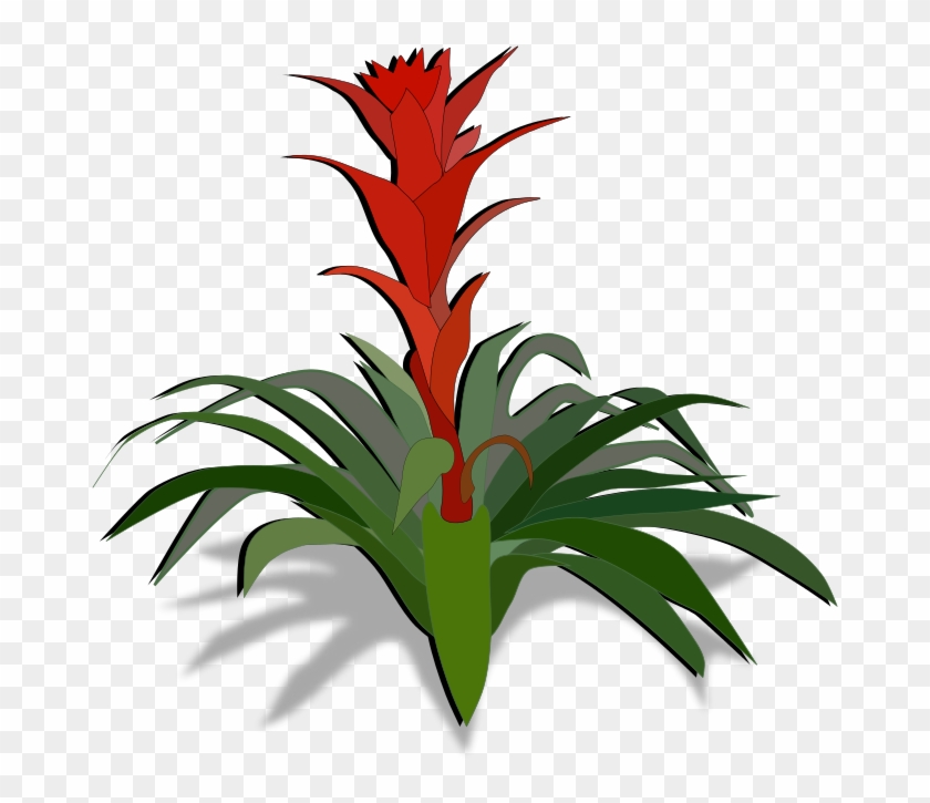Similar Clip Art - Pink Bromeliad #1250587