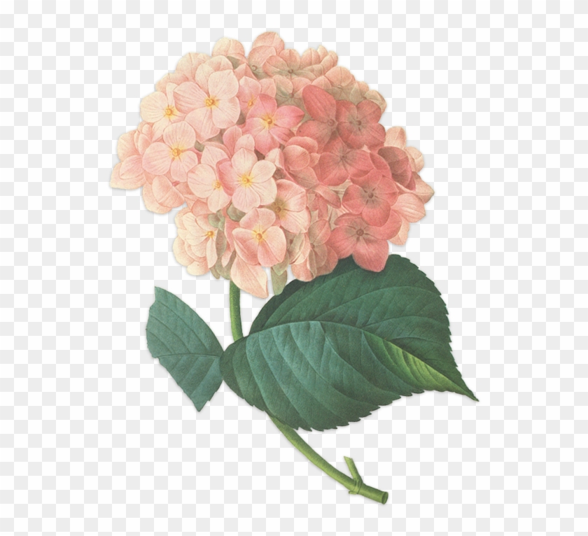 Vintage Floral Background Png - Giclee Painting: Redouté's Hortensia, 51x41in. #1250671