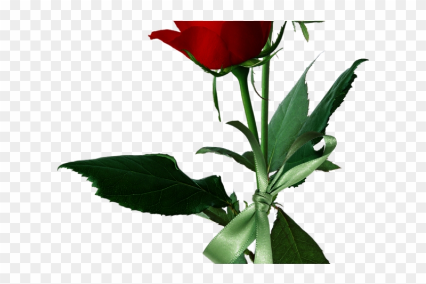 Rose Bush Clipart Rosal - Rose #1250708
