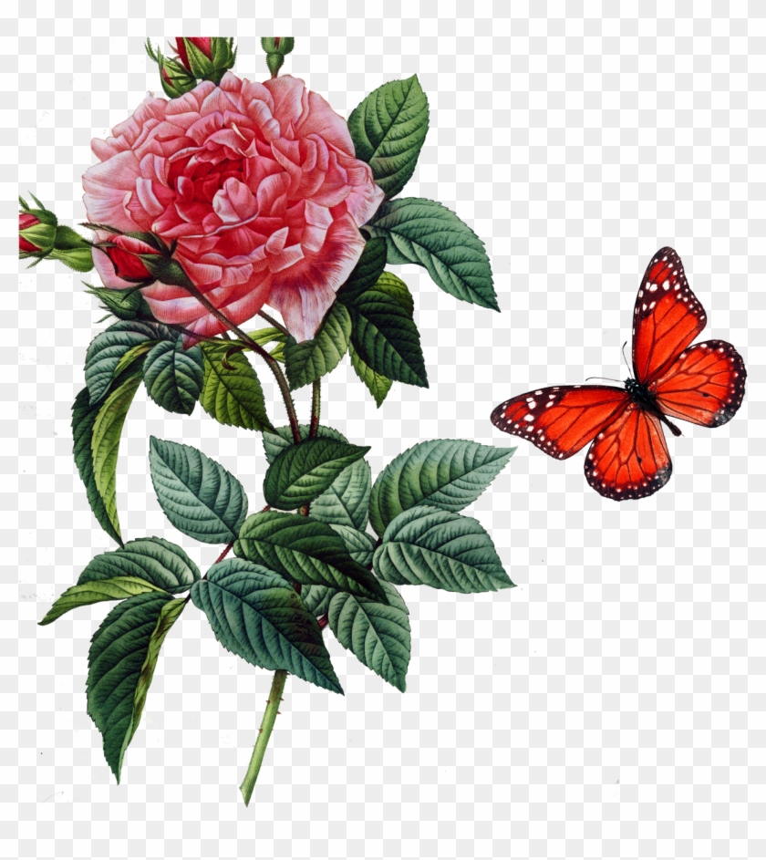 Rosa Gallica Damask Rose Centifolia Roses Botany Botanical - Redoute The Book Of Flowers Xl #1251569