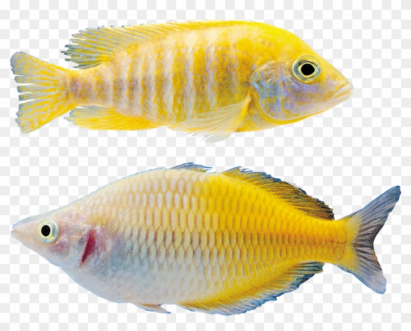 Рыба Png - Tropical Fish #1252199