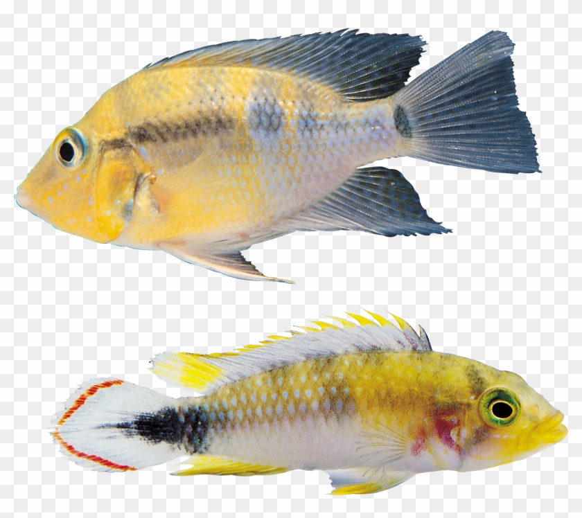 Рыба Png - Fish #1252205