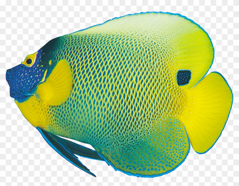 Детальная Информация О Морские Рыбы Png - Fish Pictures To Print Free #1252207