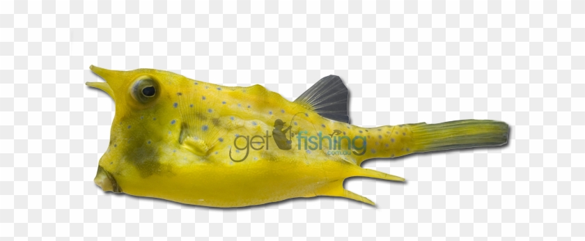 Longhorn Cowfish - Cowfish Png #1252209