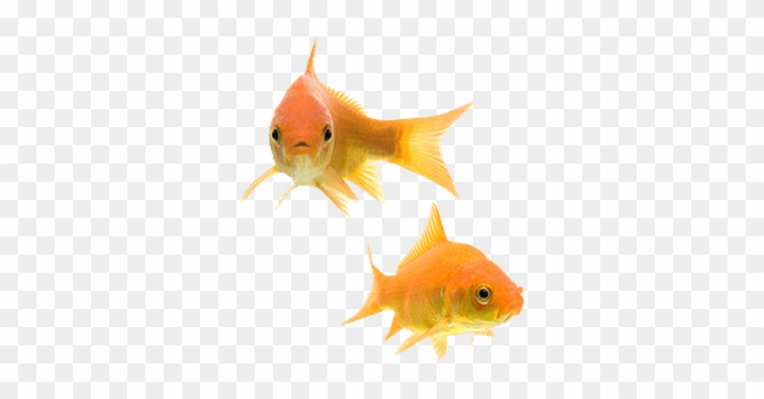 Transparent Background Gold Fish Png #1252210