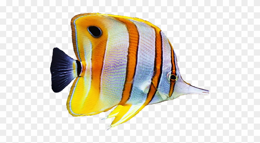 Copperband Butterfly Fish - Copper Banded Butterfly Fish Png #1252214