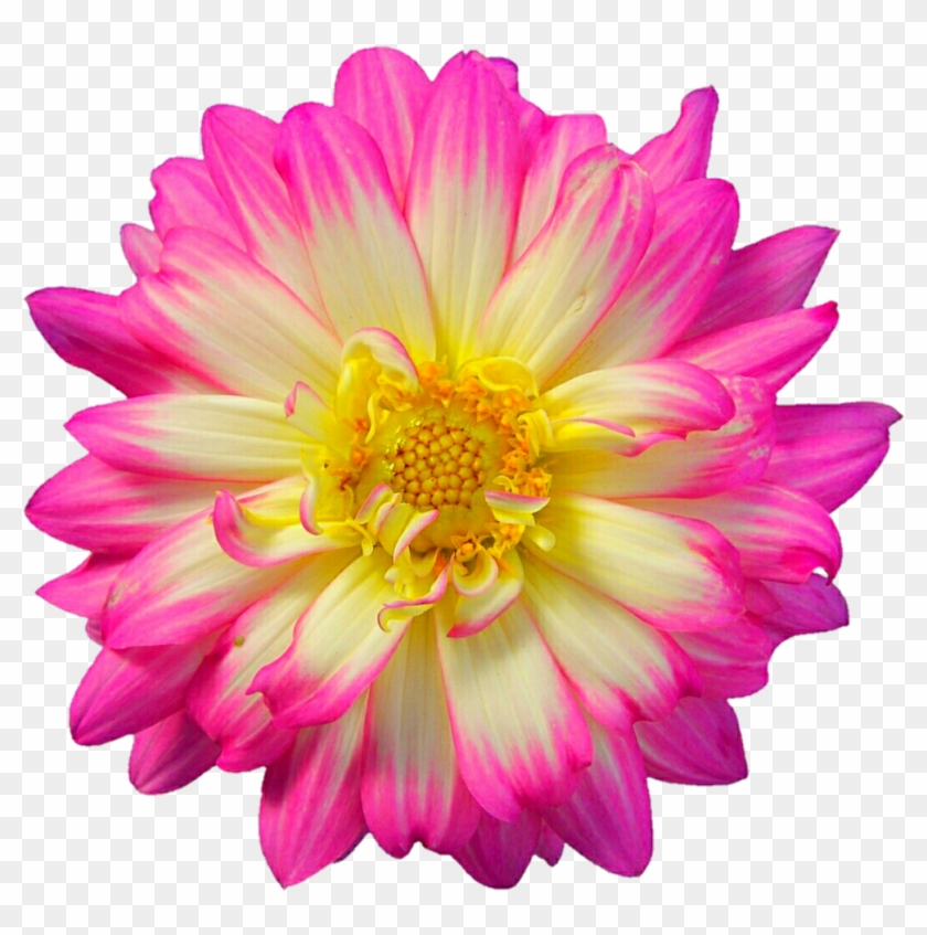 Pink And Cream Dahlia By Jeanicebartzen27 Pink And - Pink #1252787